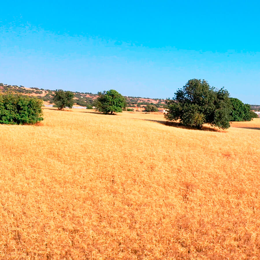 La vision di Tuttagricoltura