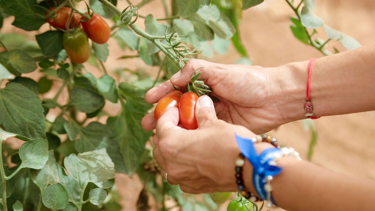 Azienda Albabio: il biodinamico ragusano parte da qui