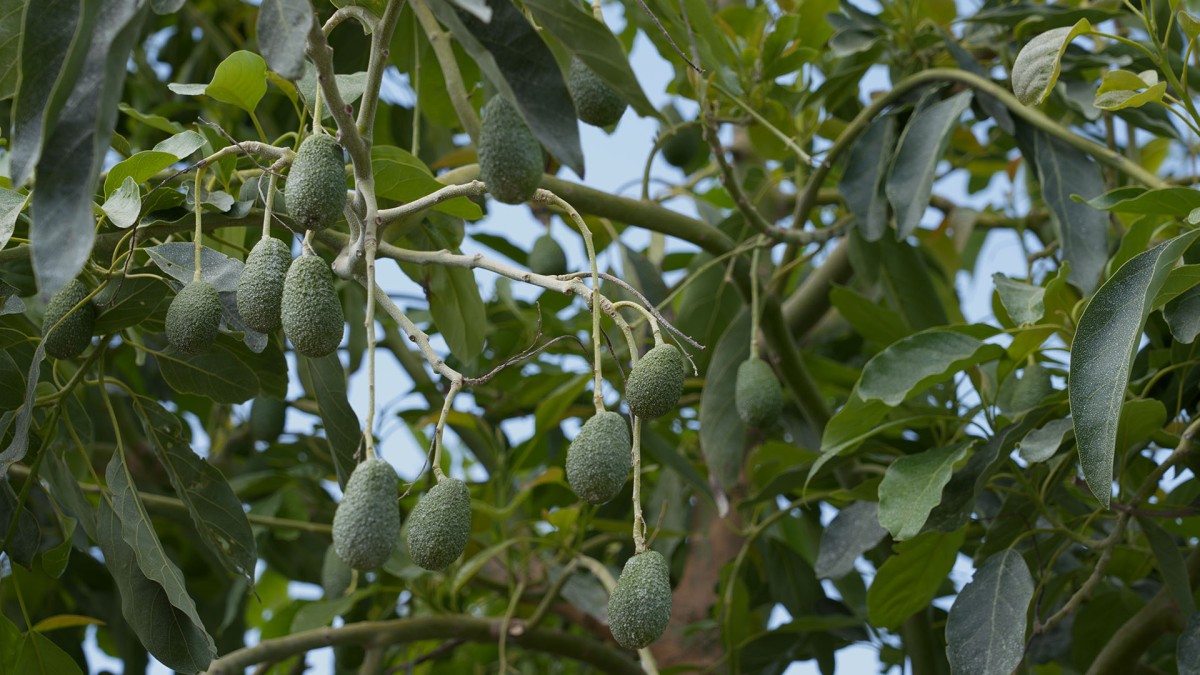 Azienda Busulmona: avocado e tanto altro, tra la terra e il mare