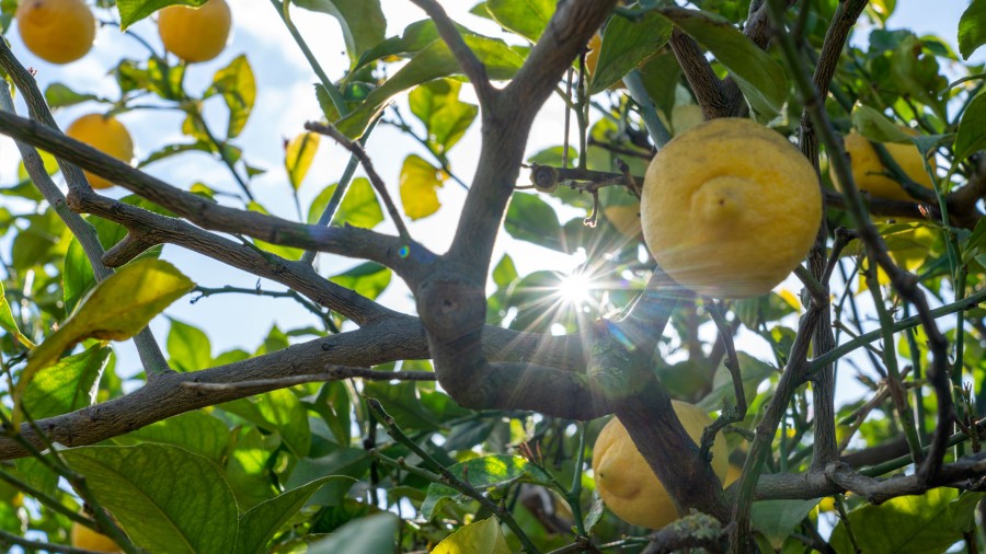 Azienda CC Fruit: limoni IGP di Siracusa e innovazione