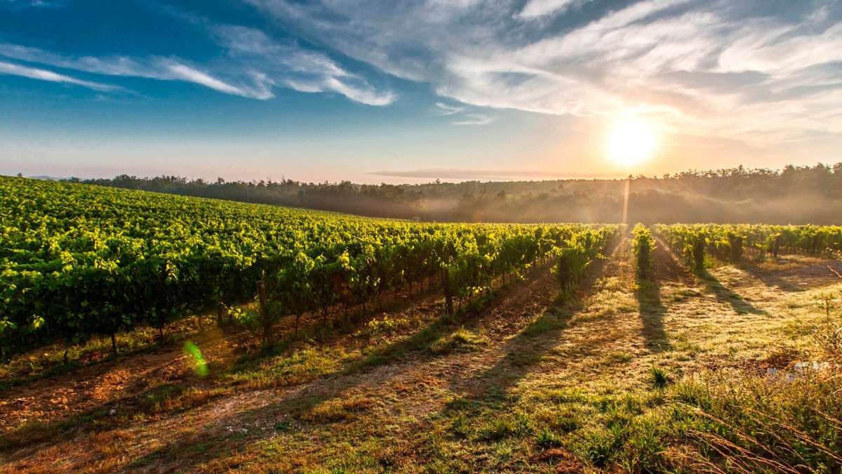 Misura 4.1 “Sostegno a investimenti nelle aziende agricole” del P.S.R. Sicilia 2014/2020