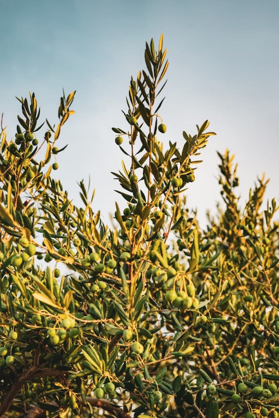 Raccolta delle olive 2025