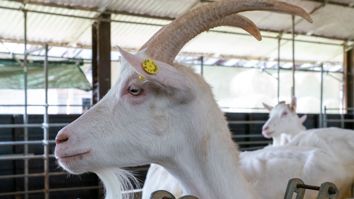 Azienda Albacara: formaggi di capra, olio, grano e tanta passione