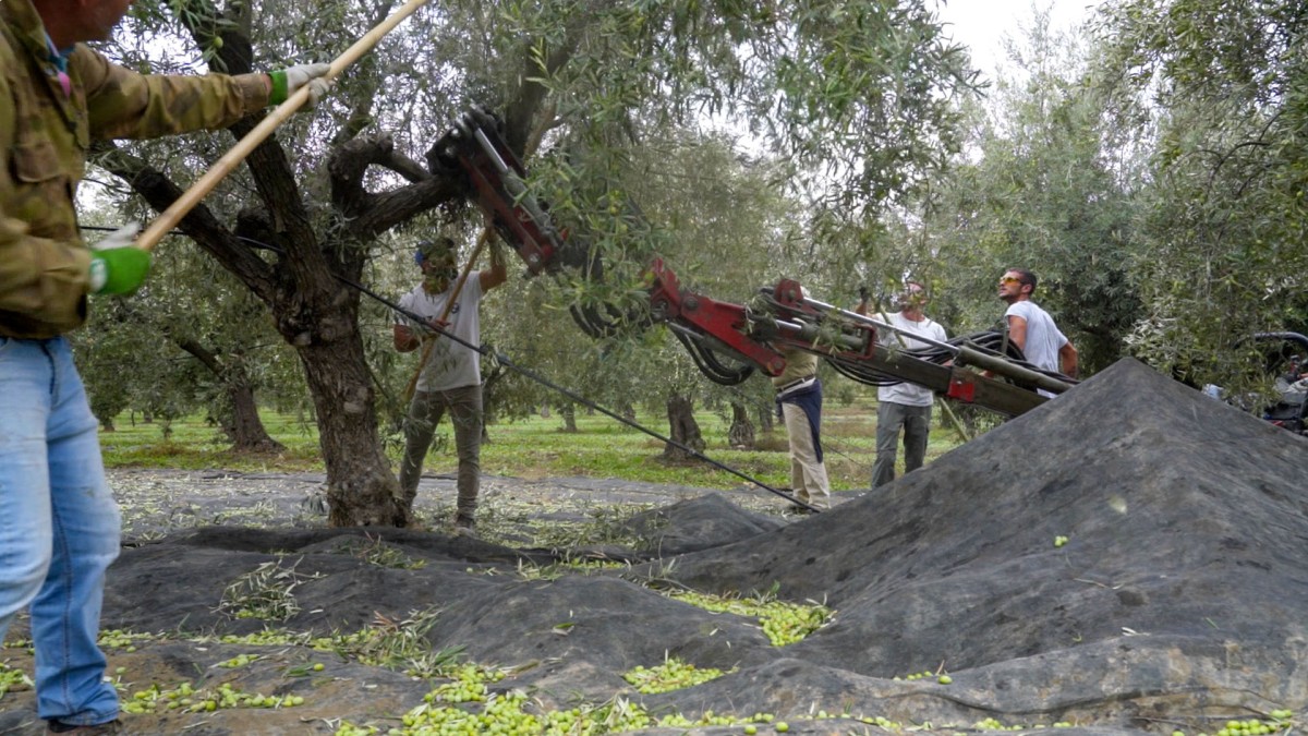 Frantoio Ruta: olio Evo e qualità, dal campo al frantoio