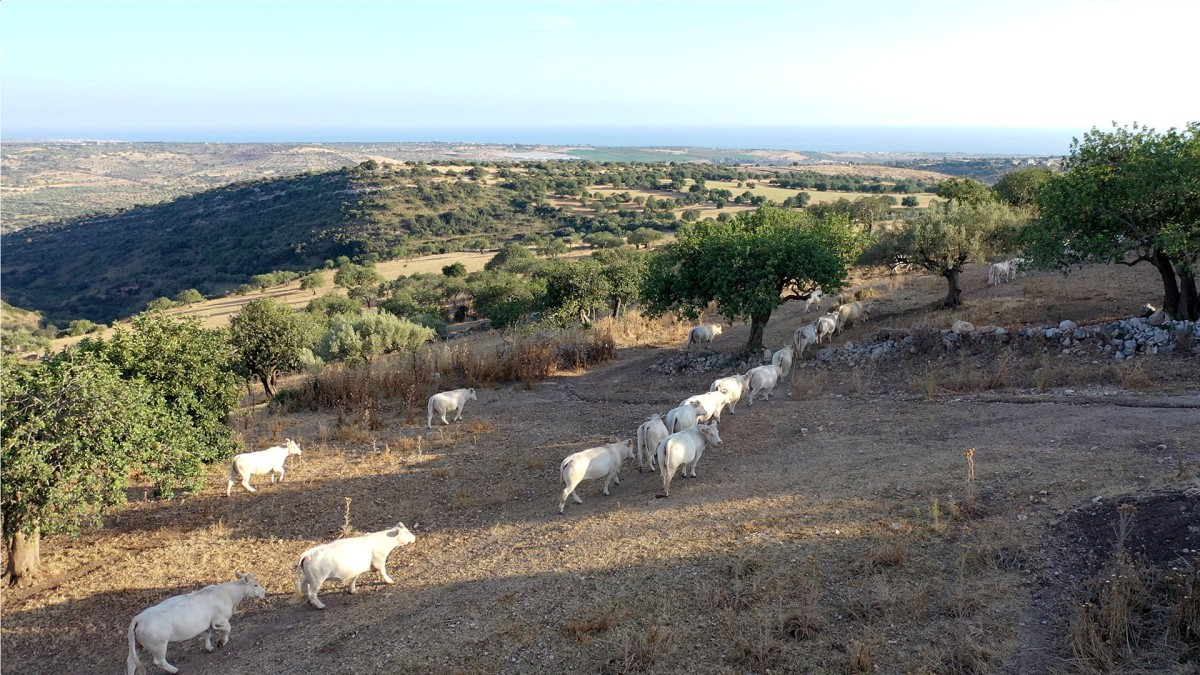 Azienda Tuminello-Guardiano: la genetica in zootecnica e il futuro delle carni iblee